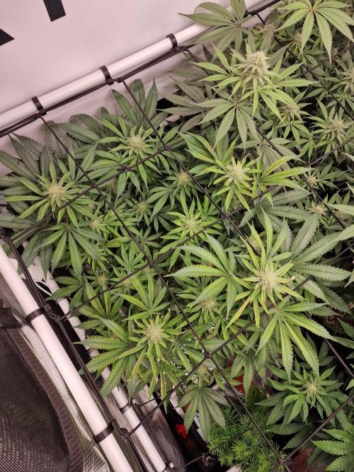 Super Boof. Week 12