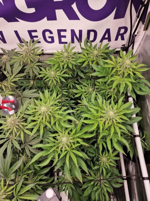 Lemon Orange. Week 12
