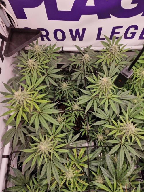 Cherry Poppers. Week 12
