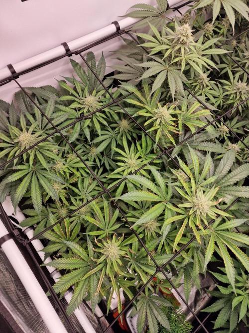 Super Boof. Week 12