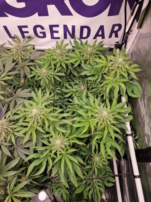 Lemon Orange. Week 13