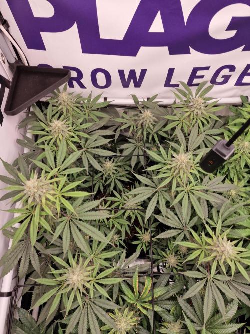 Cherry Poppers. Week 13
