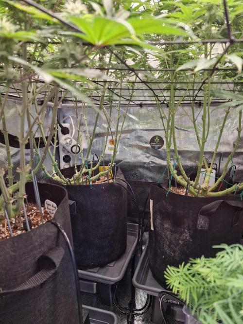 Super Boof. Week 13