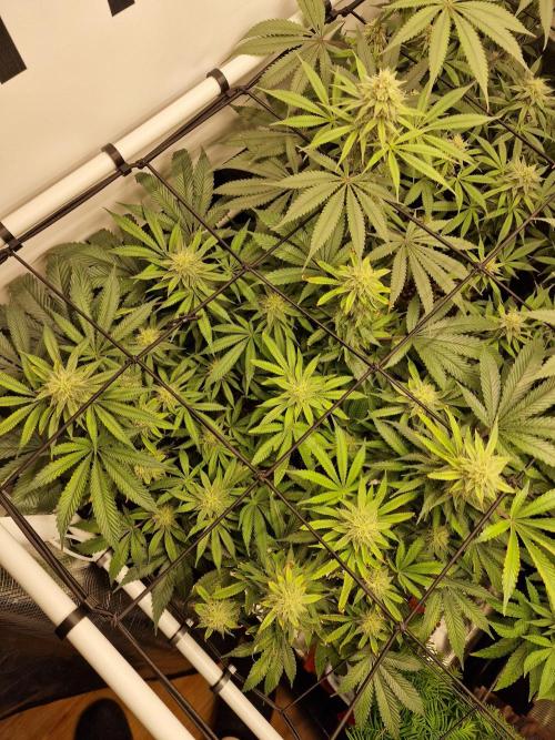 Super Boof. Week 13