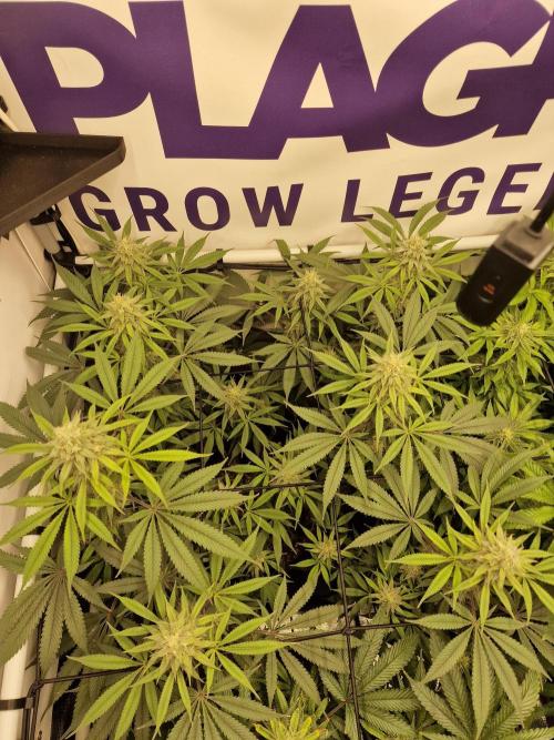Cherry Poppers. Week 13