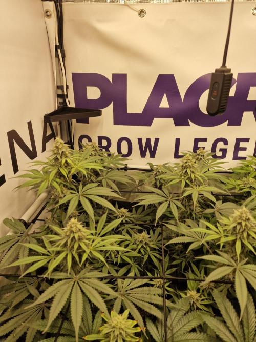 Cherry Poppers. Week 13
