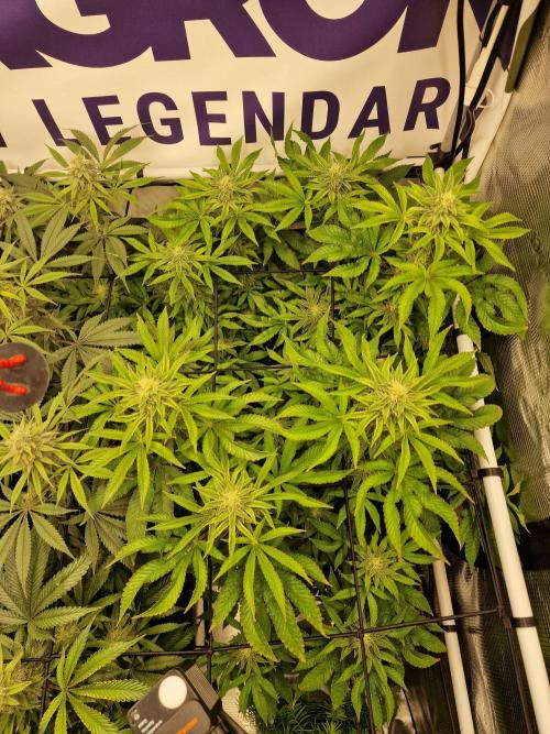 Lemon Orange. Week 13