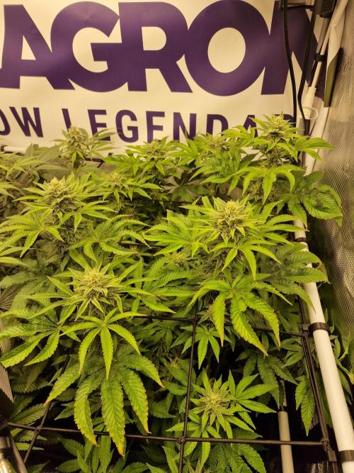 Lemon Orange. Week 13