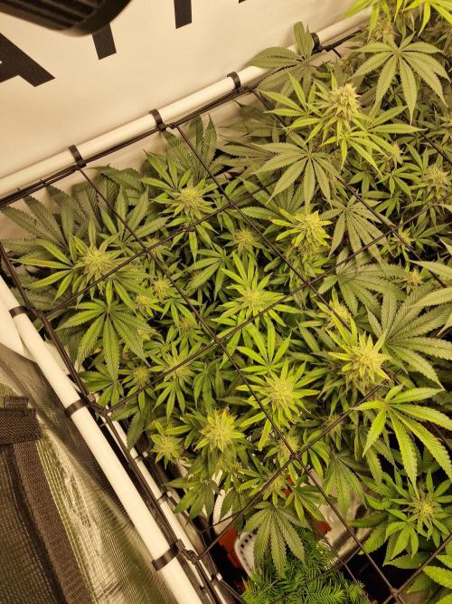 Super Boof. Week 13