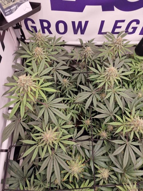 Cherry Poppers. Week 13
