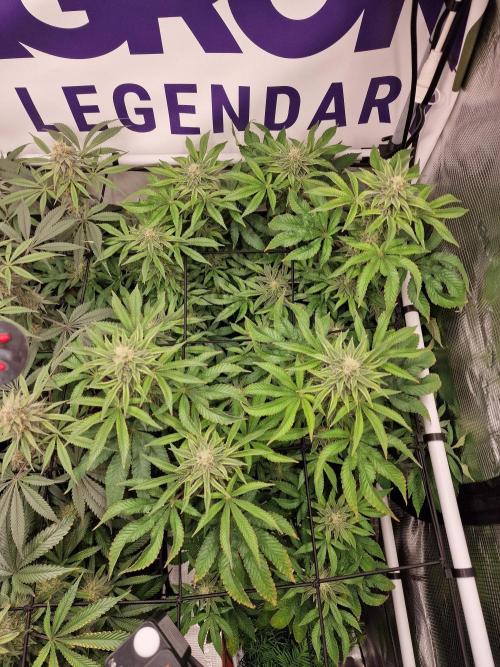 Lemon Orange. Week 13