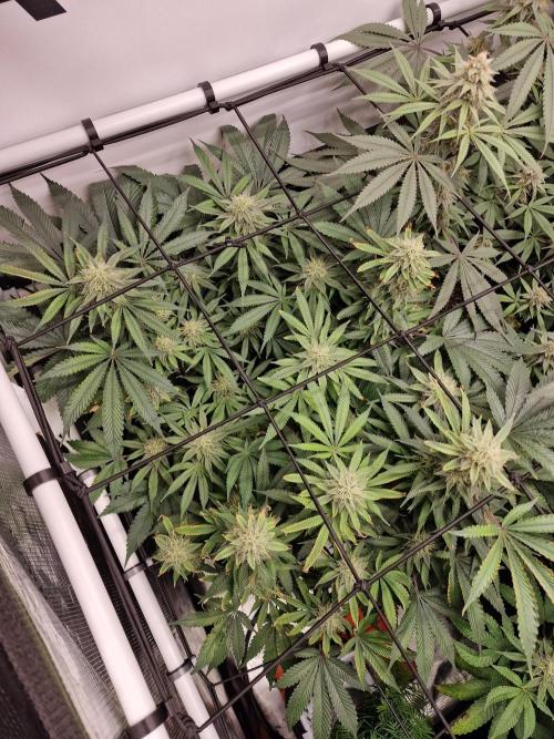 Super Boof. Week 13