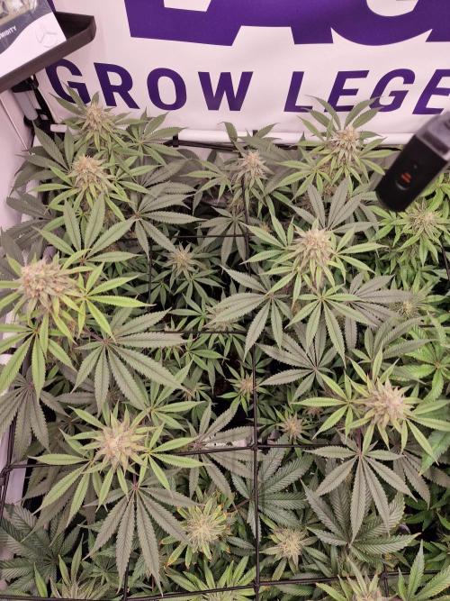 Cherry Poppers. Week 14