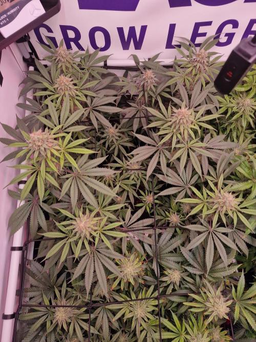 Cherry Poppers. Week 14