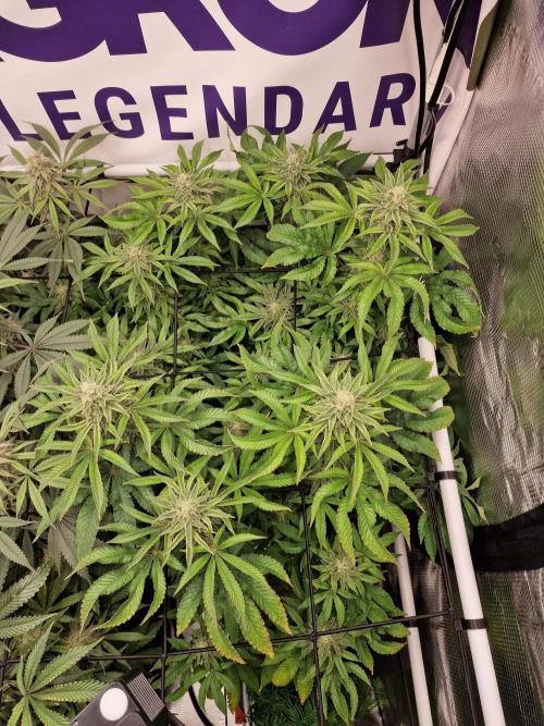 Lemon Orange. Week 14