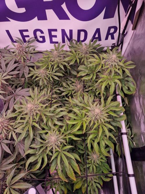 Lemon Orange. Week 14