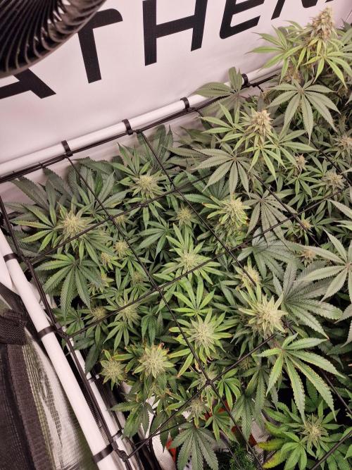 Super Boof. Week 14