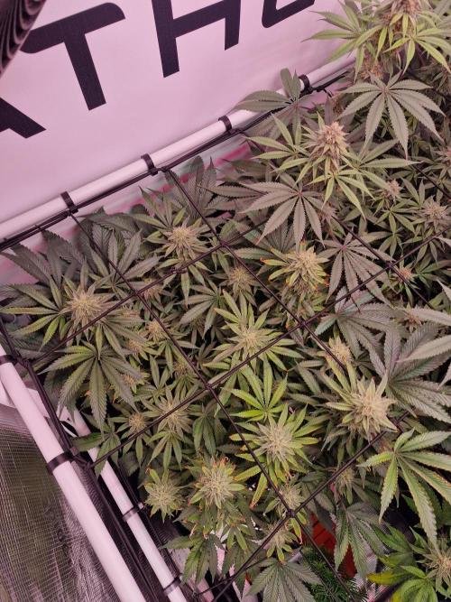 Super Boof. Week 14