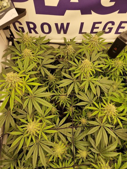 Cherry Poppers. Week 14