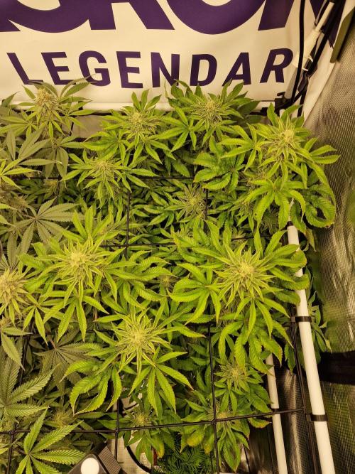 Lemon Orange. Week 14