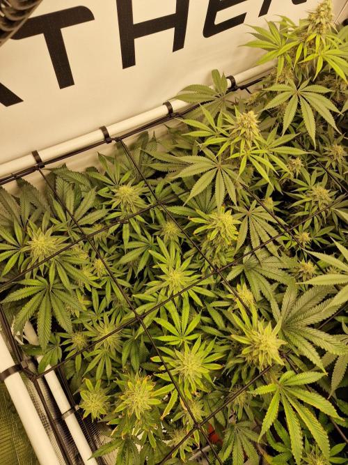Super Boof. Week 14