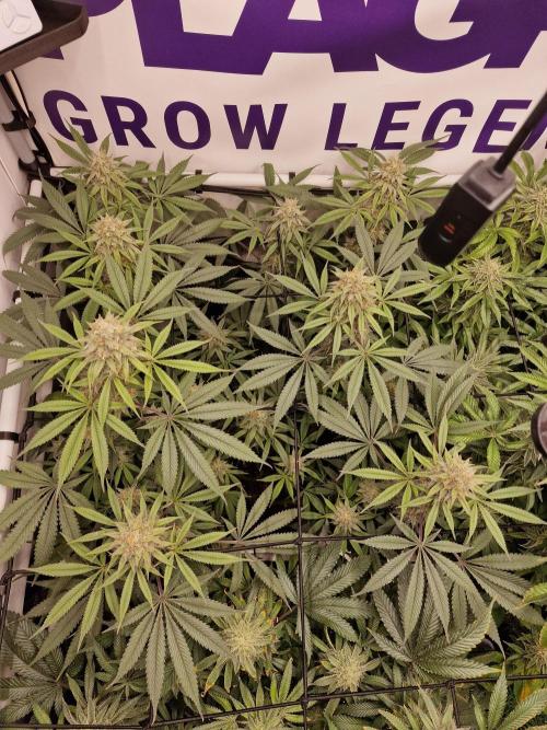 Cherry Poppers. Week 14