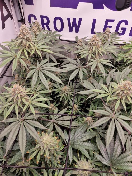 Cherry Poppers. Week 14