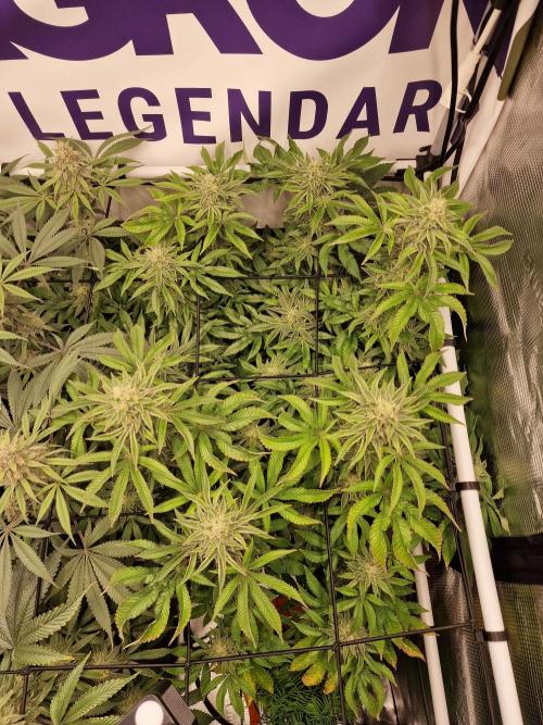 Lemon Orange. Week 14