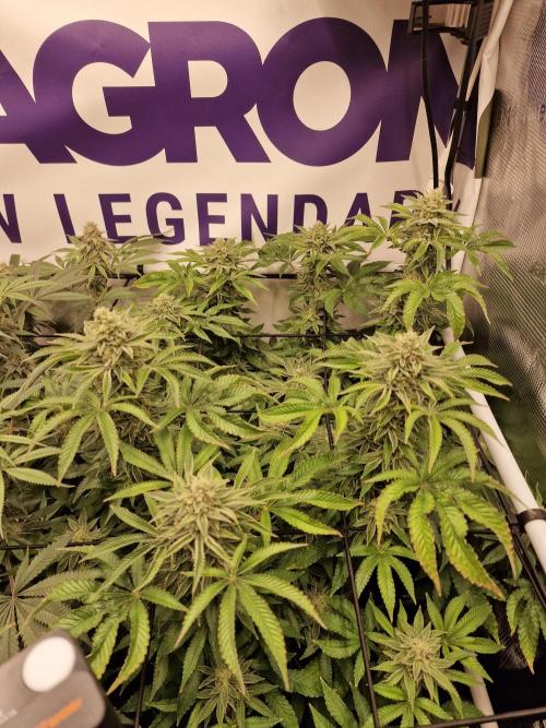 Lemon Orange. Week 14