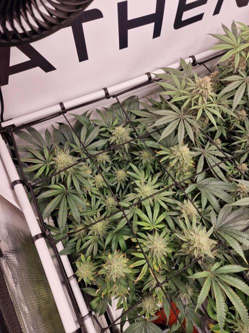 Super Boof. Week 14