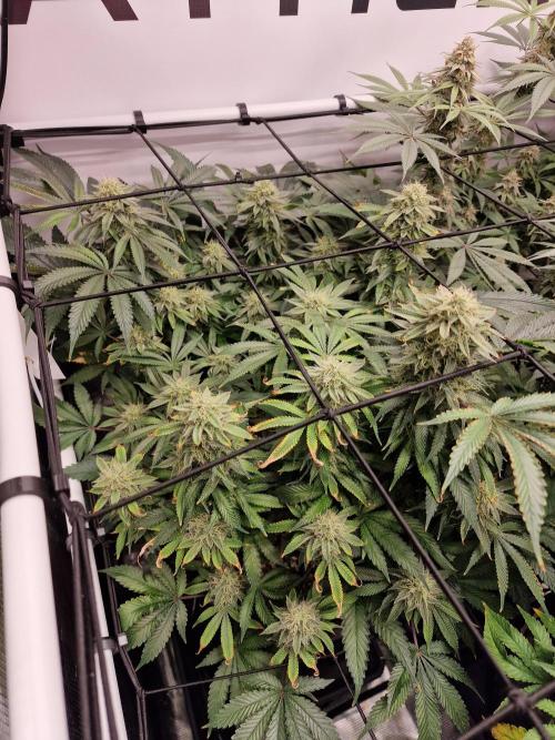 Super Boof. Week 14