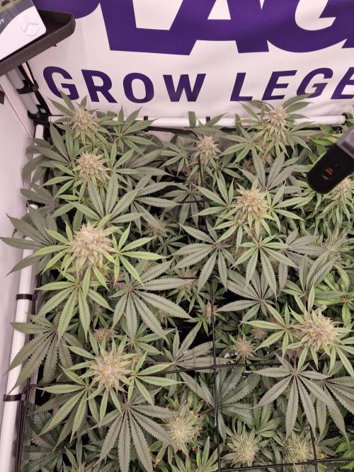 Cherry Poppers. Week 15