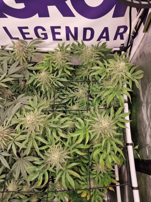 Lemon Orange. Week 15