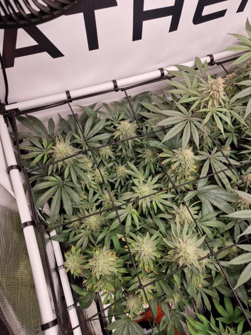 Super Boof. Week 15
