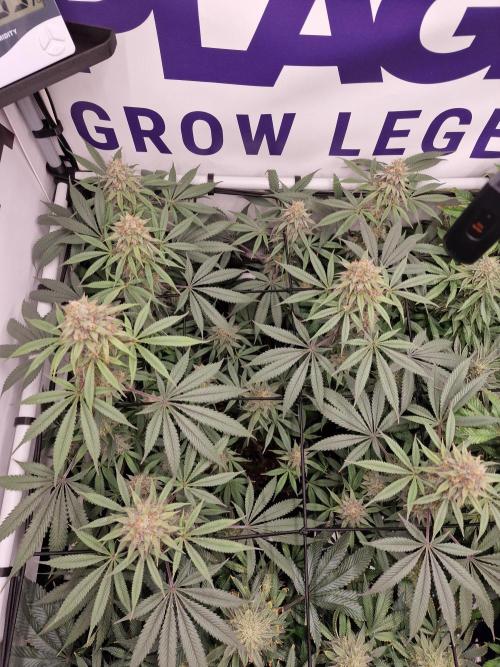 Cherry Poppers. Week 15
