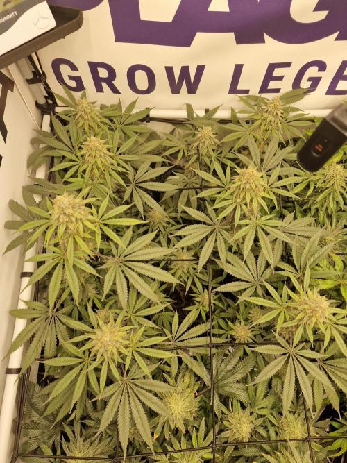 Cherry Poppers. Week 15
