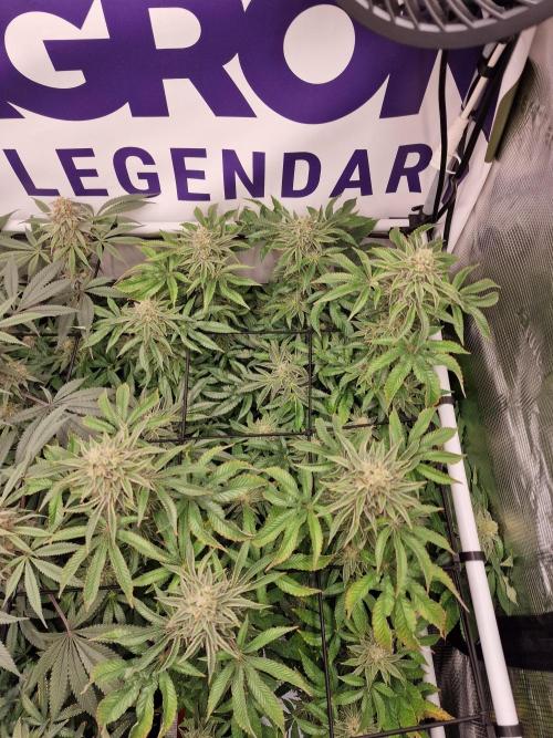 Lemon Orange. Week 15