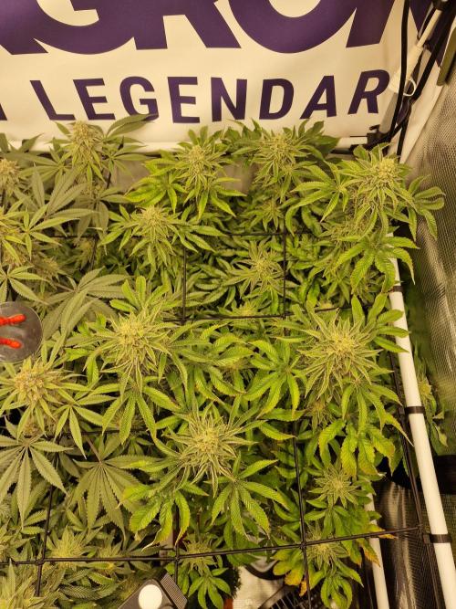 Lemon Orange. Week 15