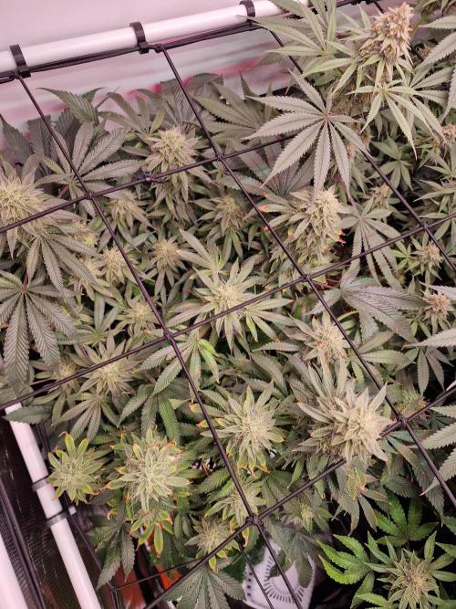 Super Boof. Week 15