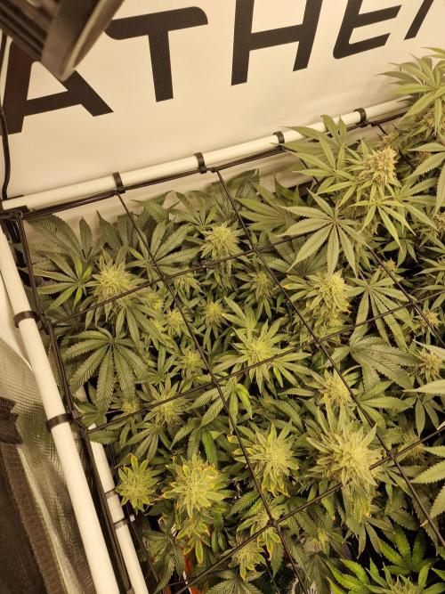 Super Boof. Week 15