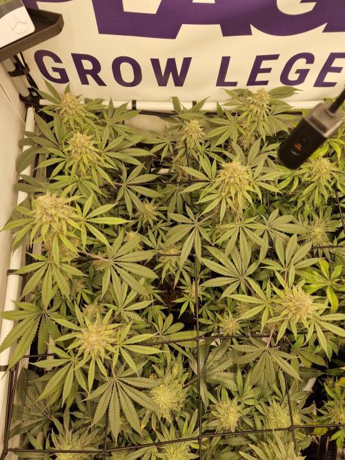 Cherry Poppers. Week 16