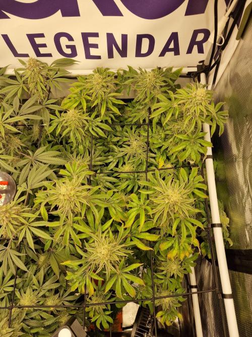 Lemon Orange. Week 16