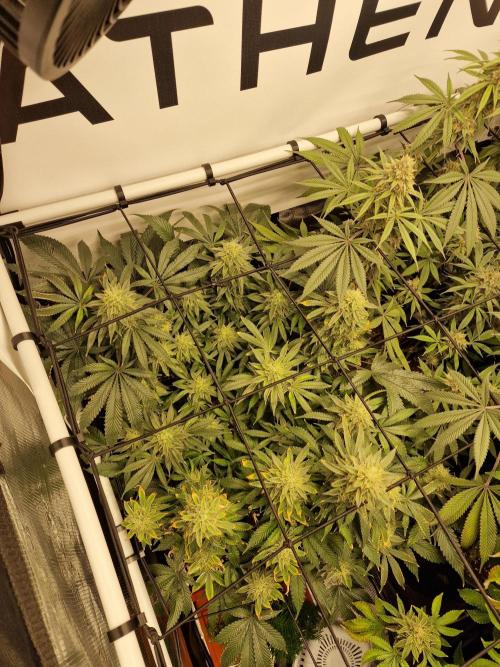 Super Boof. Week 16