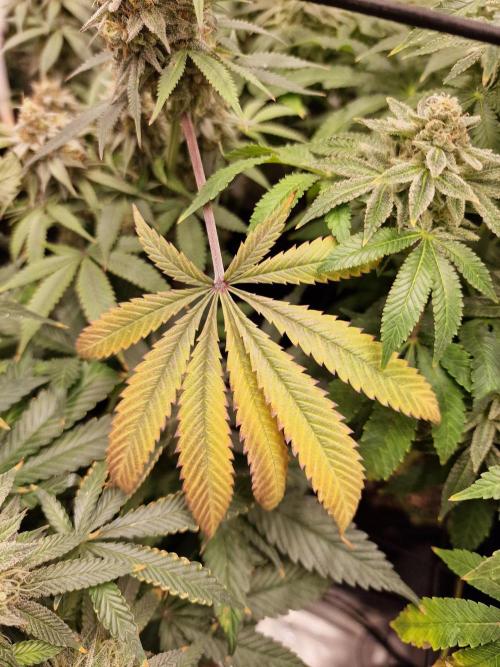 Cherry Poppers. Week 16