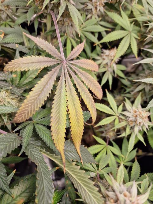 Cherry Poppers. Week 16