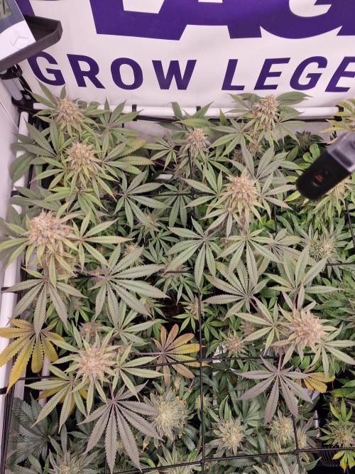 Cherry Poppers. Week 16