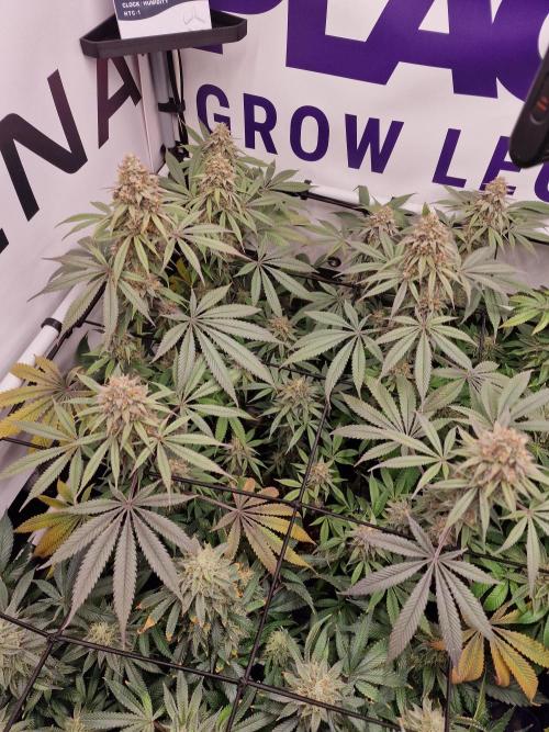 Cherry Poppers. Week 16
