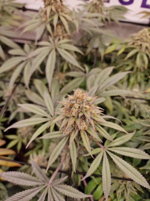 Cherry Poppers. Week 16