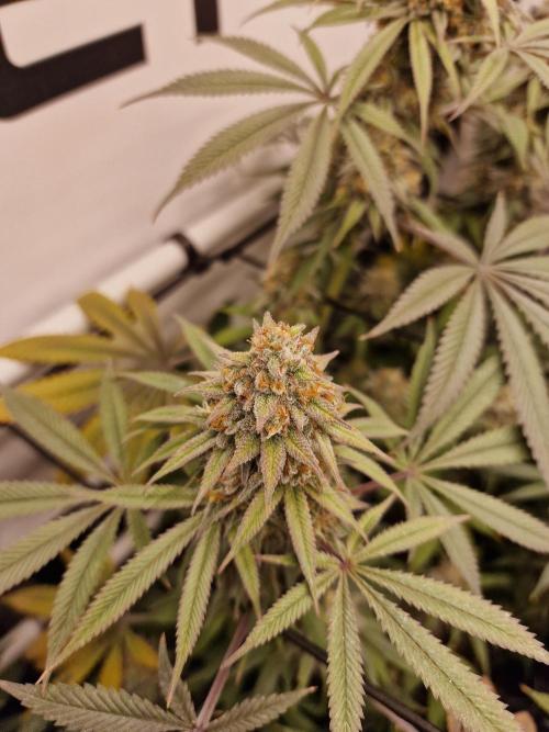 Cherry Poppers. Week 16