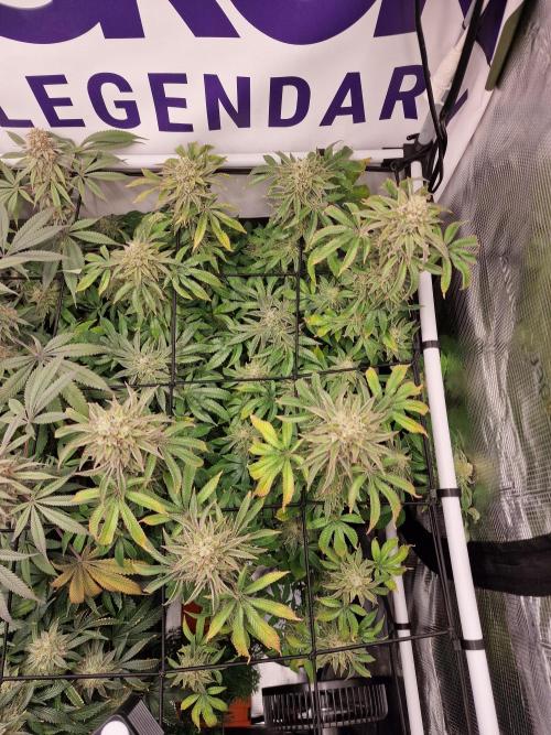Lemon Orange. Week 16